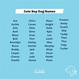 Top 200 Dog Names - Cute Dog Names You'll Love - BSB