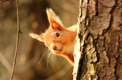 Great Scottish Squirrel Survey Scottish Wildlife Trust