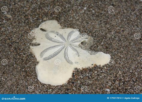 Sand Dollar Of Pacific Ocean Stock Photo Image Of Marine Beach