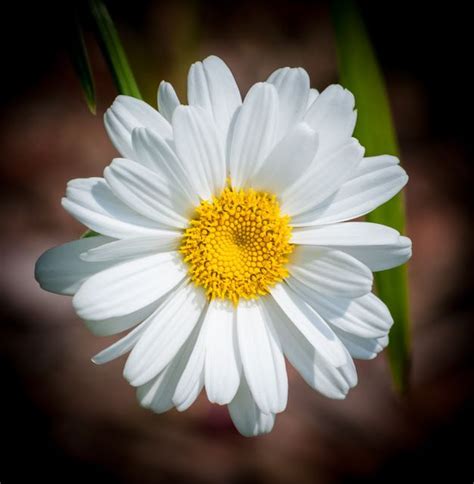 White Daisy Flowers Daisy Flower Flowers Photography Daisy