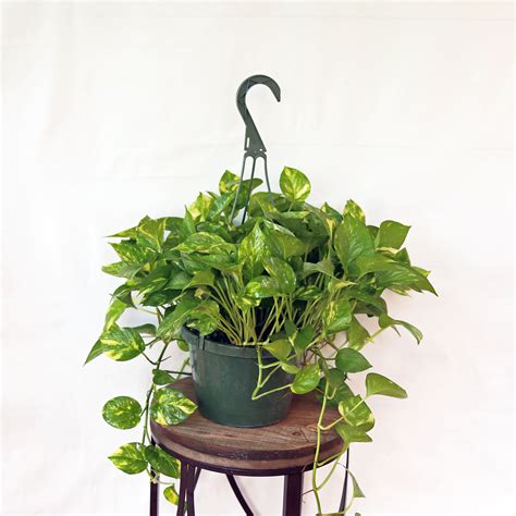 Live Golden Pothos Devils Ivy Evergreen Houseplant In 8 Etsy