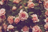 Flower Wallpaper Tumblr | PixelsTalk.Net