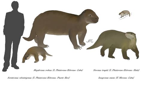 Ground Sloths 3 Megalocnids By Artbyjrc On Deviantart Ground Sloth