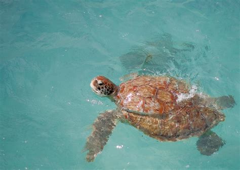 Best Time For Swimming With Turtles In Barbados 2024 Best Season