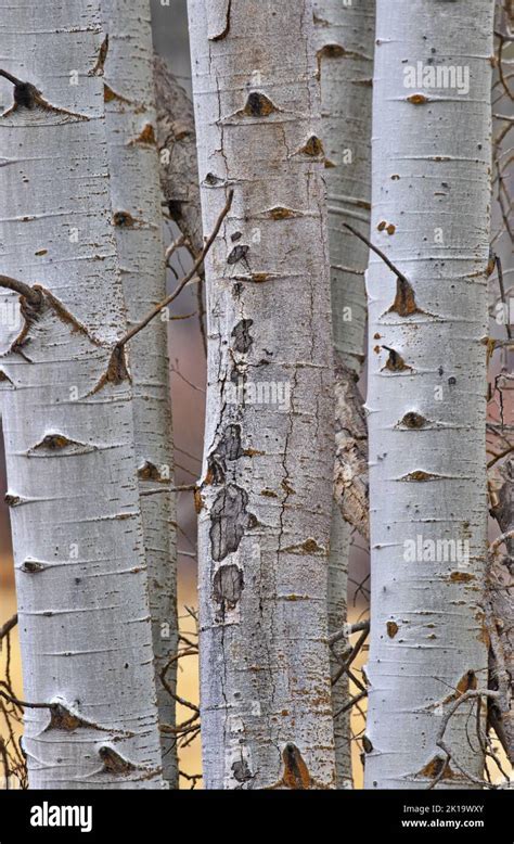 Trio Of Aspen Tree Trunks Showing Their Autumn Beautiful Bark Standing
