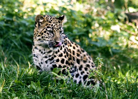 Second Annual Amur Leopard Run Wildcats Conservation Alliance