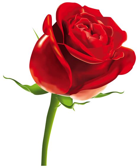 Romantic Roses Png Transparent Background Free Download 39853