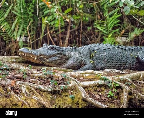 Corkscrew Swamp Florida Alligator Stock Photo Alamy