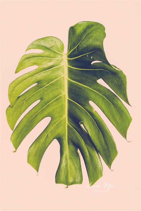 Greatbigcanvas.com has been visited by 10k+ users in the past month monstera, monstera leaf, plant photography, floral ...