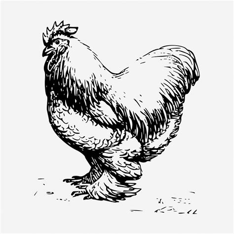 Chicken Drawing Vintage Farm Animal Free Photo Rawpixel