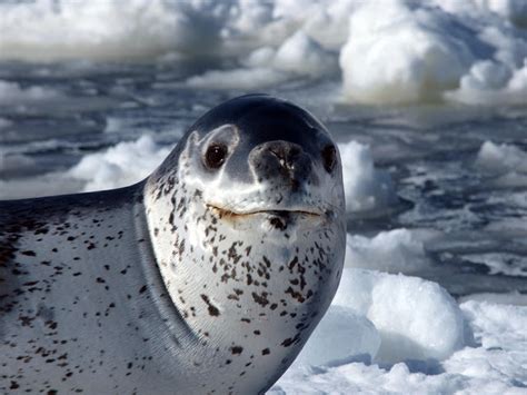 Leopard Seals All Info And Photos The Wildlife