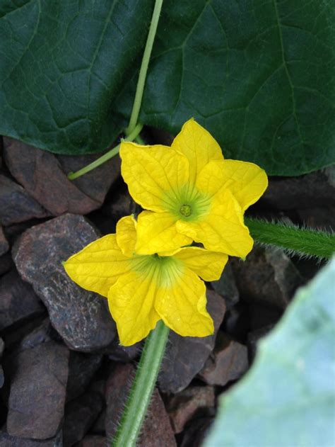 Plant Id Forum→five Point Yellow Flower Fuzzy Green