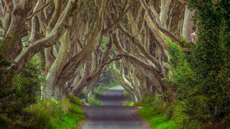 The Dark Hedges Northern Ireland Pics