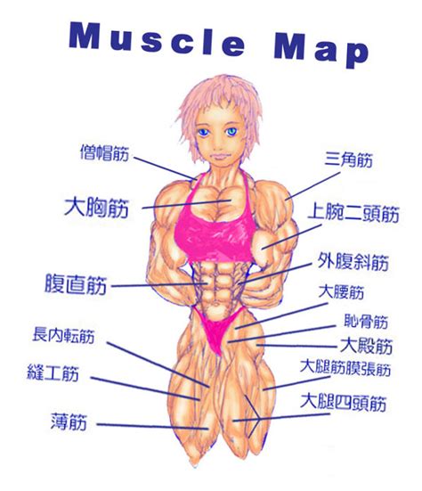 Broadly considered, human muscle—like the muscles of all vertebrates—is often divided into striated muscle. Muscle map by e19700 on DeviantArt