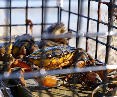 How To Catch Green Crabs For Bait My Fishing Cape Cod