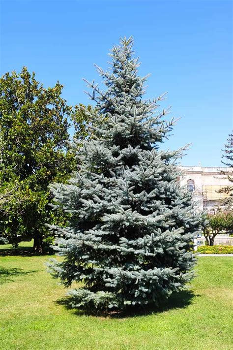 Colorado Blue Spruce Trees Buying And Growing Guide