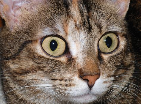 Cat Eyes Cat Diabetes And Cat Care