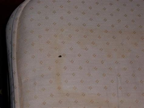 Bed Bugs Vacation Rentals Bed Bugs Registrybed Bugs Registry