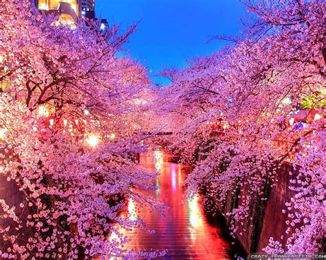 Japanese Sakura At Night Japan Sakura Night Hd Wallpaper Peakpx