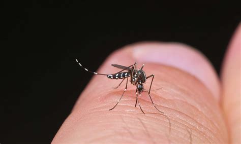 Tiger Mosquito Troubles In Spain Watch Your Ankles