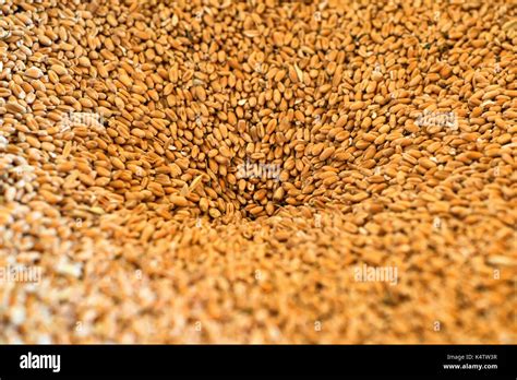 Close Up Of Wheat Grain Hi Res Stock Photography And Images Alamy