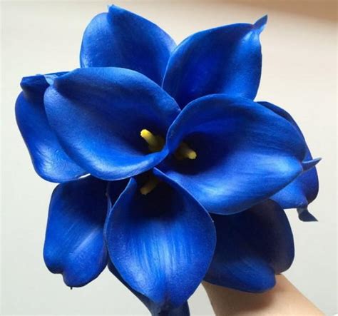 Thanks for reading and for the vote. 10pcs Cobalt Flowers Royal Blue Calla Lily Bouquet Real ...
