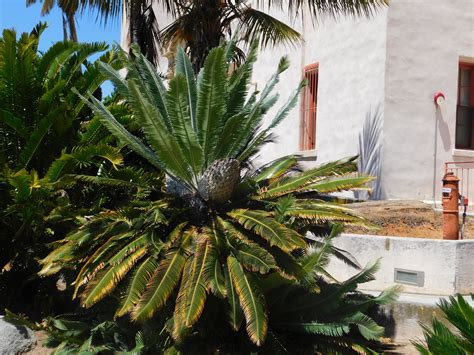 Old Cycad At Public Garden In San Diego In 2020 Public Garden Tropical Plants Cactus Plants