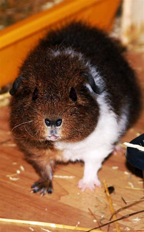 The Rex Guinea Pig Breed Facts And Essential Care Guide Home And Roost