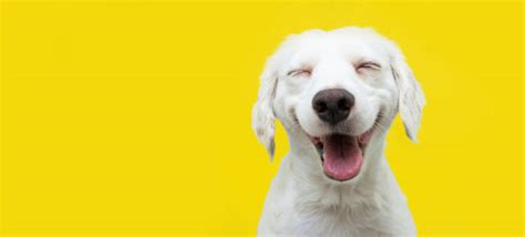Funny Dogs Stock Photos Pictures And Royalty Free Images Istock