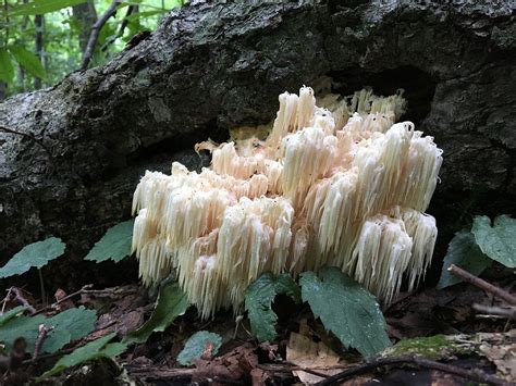 Cultivating Lions Mane Mushroom Upstate Dispatch