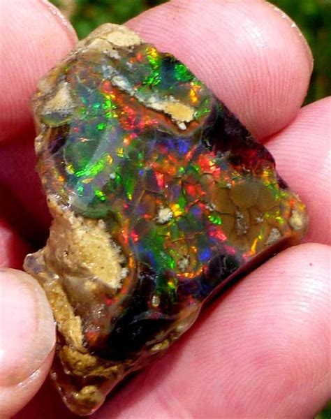 Eyepopping 227ct Virgin Valley Black And Precious Opal Wood Nevada