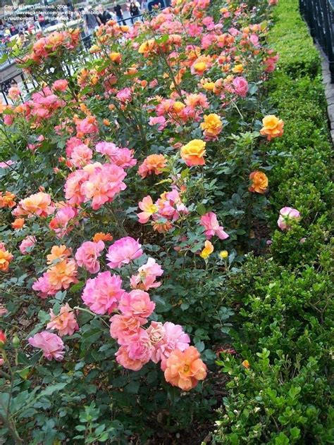 Plantfiles Pictures Floribunda Rose Disneyland Rose Rosa By Palmbob
