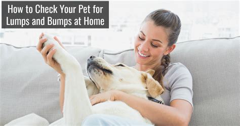 How To Check Your Pets For Lumps And Bumps At Home Pawsitively Pets