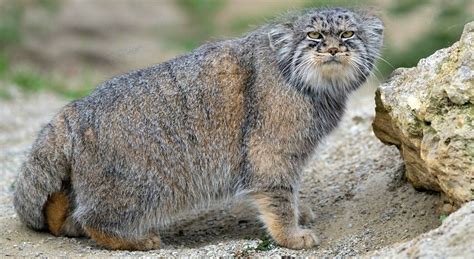 The Manul Nature S Grumpiest Ball Of Fluff R Oversizedkittens