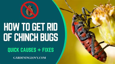 What Causes Chinch Bugs Chinch Bugs Controlling Tips