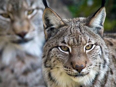 Missing Lynx Cat Is On Brink Of Extinction Study Says The Two Way
