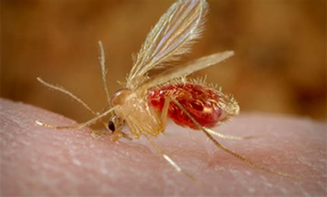 Phlebotomine Sand Flies Factsheet For Experts