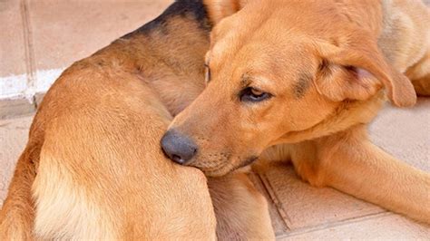 Sarcoptic Mange In Dogs Scabies Treatment Medivet