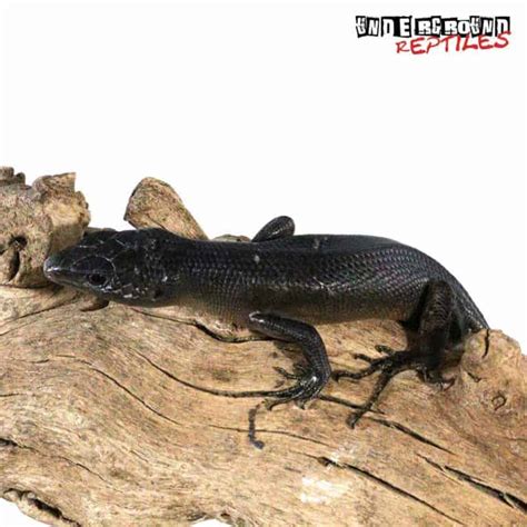 Solomon Island Black Tree Skink Underground Reptiles