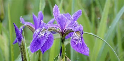 Blue Flag Iris Versicolor