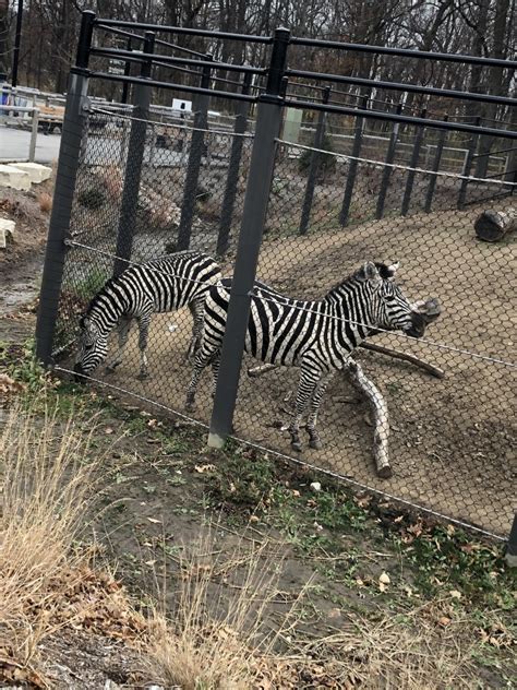 Plains Zebras Zoochat