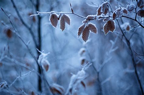 Frost Leaves Twigs Winter Nature Wallpapers Hd Desktop And Mobile