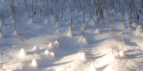 Free Images Tree Branch Snow Winter Sunlight Frost Ice Weather