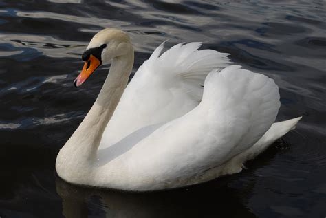 Free Images Wing Lake Reflection Beak Peaceful Fowl Fauna Swan