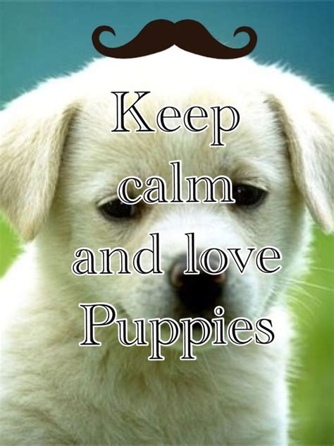 Keep Calm And Love Puppies Keep Calm And Love Puppies Calm