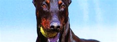 30 Fun Facts About Dobermans The Voice Of Commons