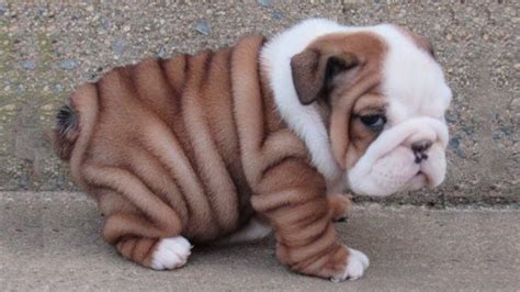 Top 20 Cutest Bulldog Puppies Youtube