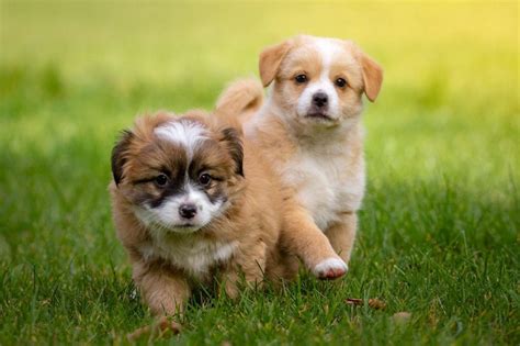 Most Affectionate Small Dog Breeds Dog Breeds