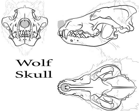 Skull Inside Head Wolf Skull Skull Reference Wolf Drawing
