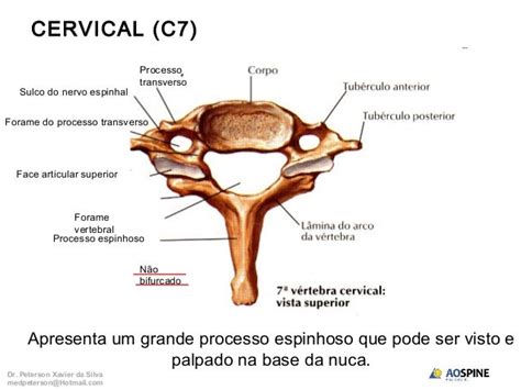 Anatomia Coluna Vertebral